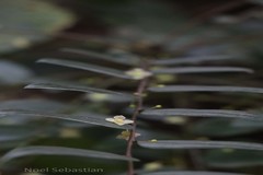 Phyllanthus gageanus